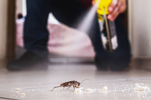 Best Local Pest Control Services  in Walkertown, NC
